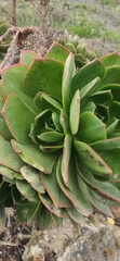 Aeonium lancerottense image