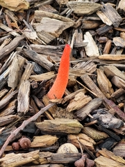 Phallus rugulosus