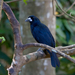 Black Butcherbird - Photo (c) Geoff Walker, some rights reserved (CC BY-NC), uploaded by Geoff Walker