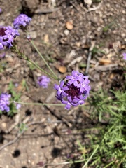 Glandularia lilacina