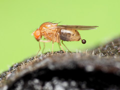 Drosophila falleni