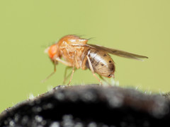 Drosophila falleni