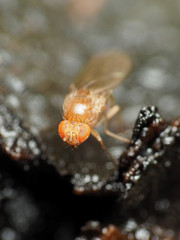 Drosophila falleni