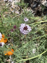 Glandularia lilacina