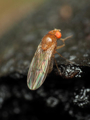 Drosophila falleni