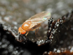 Drosophila falleni