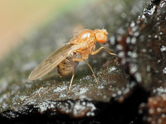Drosophila falleni
