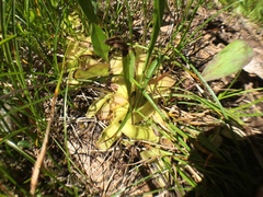 Pinguicula