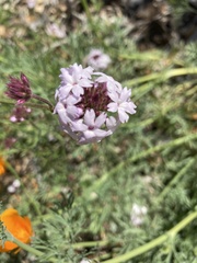 Glandularia lilacina