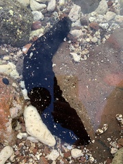 Holothuria leucospilota