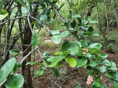 Strychnos madagascariensis