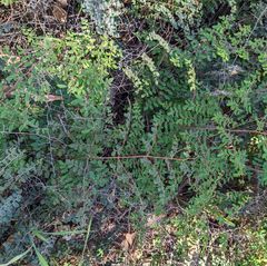 Pellaea andromedifolia