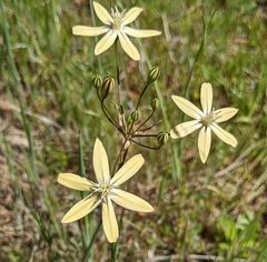 Triteleia ixioides