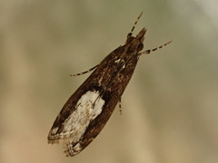 Eudonia hemiplaca