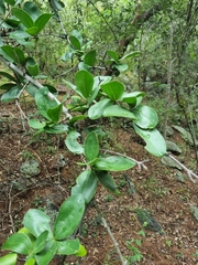 Strychnos madagascariensis