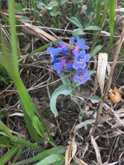 Penstemon nitidus