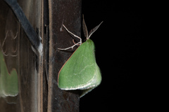 Synchlora faseolaria