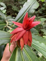 Costus comosus bakeri