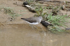 Tringa ochropus