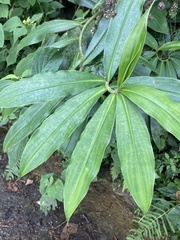 Costus comosus bakeri
