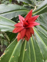 Costus comosus bakeri