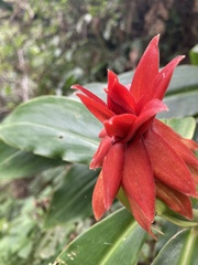 Costus comosus bakeri