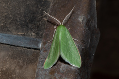 Synchlora faseolaria