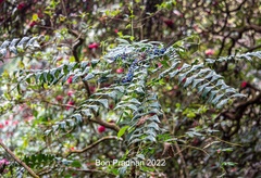 Berberis napaulensis
