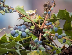 Berberis napaulensis