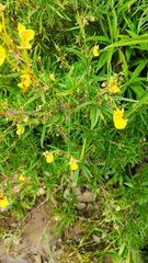 Calceolaria buchtieniana