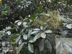 Heptapleurum heptaphyllum
