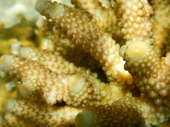 Acropora humilis