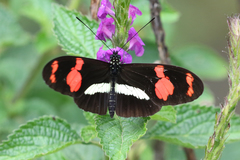 Heliconius telesiphe