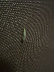 Chrysopa nigricornis