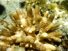 Acropora humilis