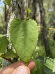 Muehlenbeckia zippelii