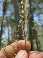Muehlenbeckia zippelii