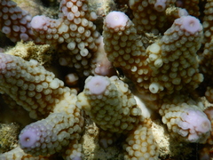 Acropora humilis