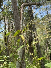 Muehlenbeckia zippelii