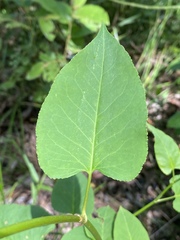 Muehlenbeckia zippelii
