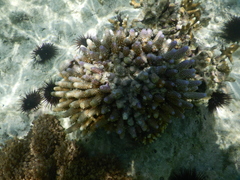 Acropora humilis