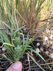 Lepidium latipes latipes