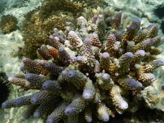 Acropora humilis