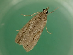 Eudonia bisinualis