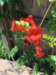Campsis radicans