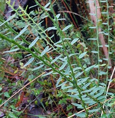 Bossiaea stephensonii