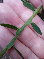 Bossiaea stephensonii
