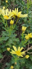 Argyranthemum maderense image