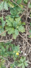 Argyranthemum maderense image