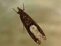 Eudonia hemiplaca
